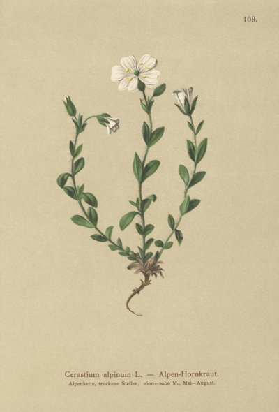 Orelha-de-rato-alpina (Cerastium alpinum) de German School