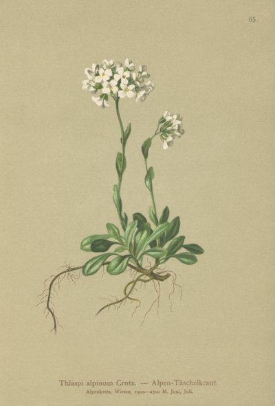 Pennycress alpino (alpinum de Thlaspi, alpestris do noccaea subsp. Alpestris, mínimo de Thlaspi, Noccaea crantzii, kerneri de Thlaspi, alpinum do Thraspi var. Kerneri, Thlaspi alpestre) de German School