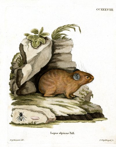 Pika alpino (gravação a cores) de German School