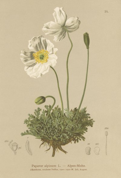 Papoula-dos-Alpes (Papaver alpinum, subsp. Alpinum) de German School