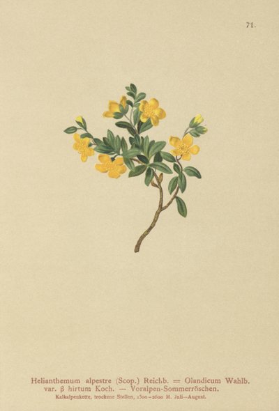 Alpine rock-Rose (Helianthemum alpestre, Helianthemum Olandicum ssp. Hirtum, Helianthemum montanhosa) de German School