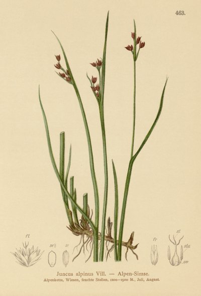 Corrida Alpina (Juncus alpinus, Juncus alpinoarticulatus) de German School