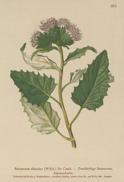 Alpine Saw-wort (Saussurea descolorir) de German School