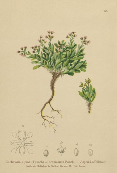 Erva-dos-Alpes (Cochlearia alpina, Cochlearia brevicaulis) de German School
