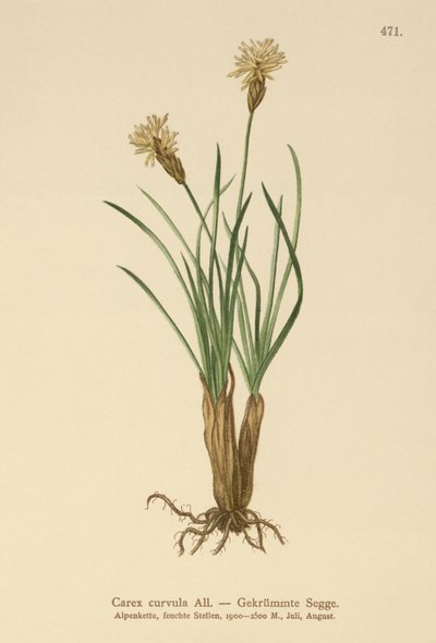 Sedge Alpine (curvula do Carex) de German School