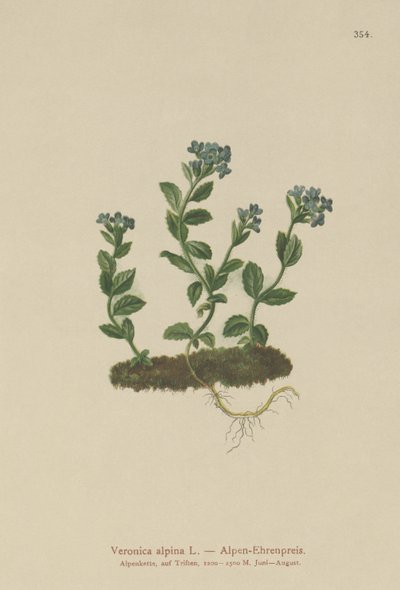 Alpine Speedwell (Veronica alpina) de German School