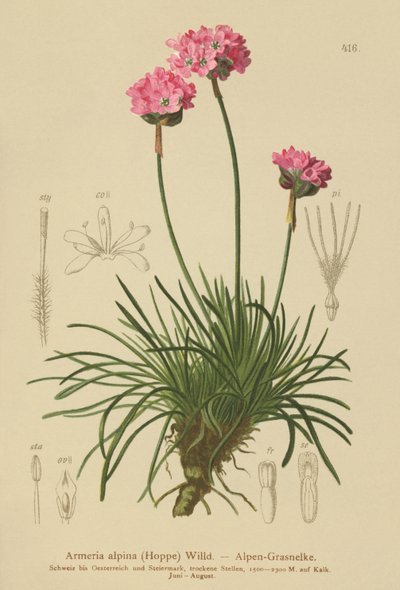 Poupança Alpina (Armeria alpina) de German School