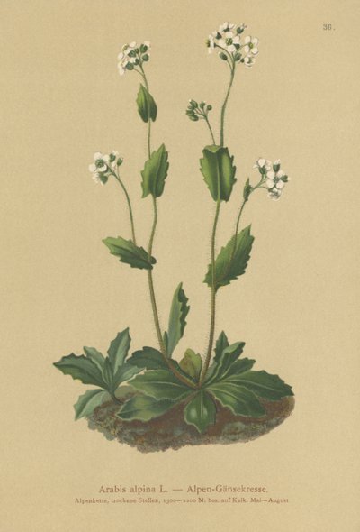Agrião alpino (Arabis alpina) de German School