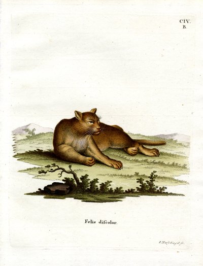Amazon Cougar (gravura colorida) de German School