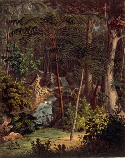 Floresta Amazônica, tabela XXVII de 