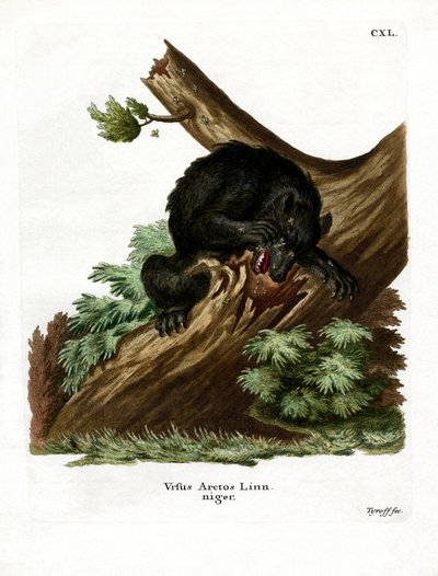 Urso Negro Americano (gravação colorida) de German School