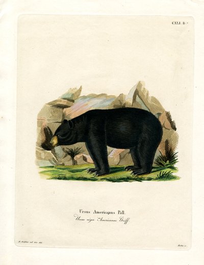 Urso Negro Americano (gravação colorida) de German School