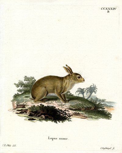 American Gray Rabbit (gravura colorida) de German School
