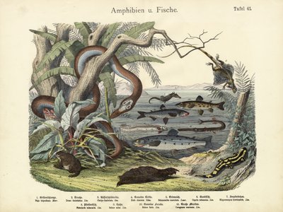 Anfíbios e peixes, c.1860 de German School