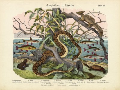 Anfíbios e peixes, c.1860 de German School