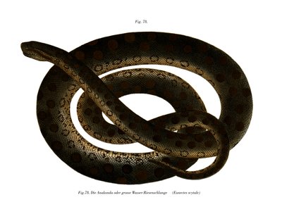 Anaconda (cor litho) de German School