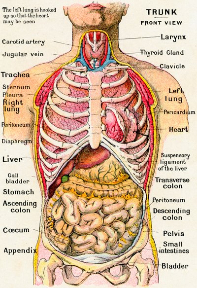 Visão Anatômica do Torso Humano de German School