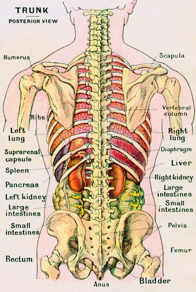 Visão Anatômica do Torso Humano de German School