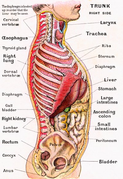 Visão Anatômica do Torso Humano de German School