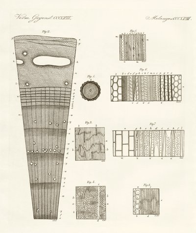 Anatomia da madeira (gravura colorida) de German School