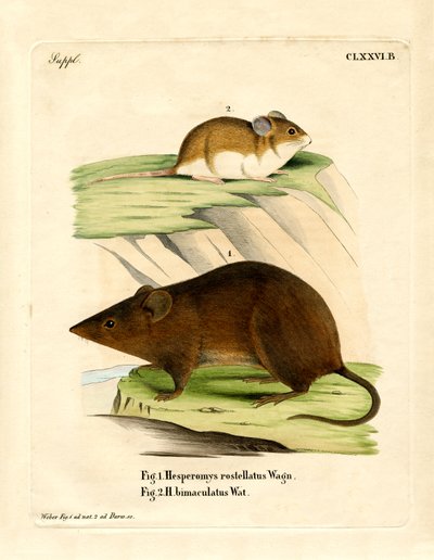Andean Versper Mouse (gravura colorida) de German School