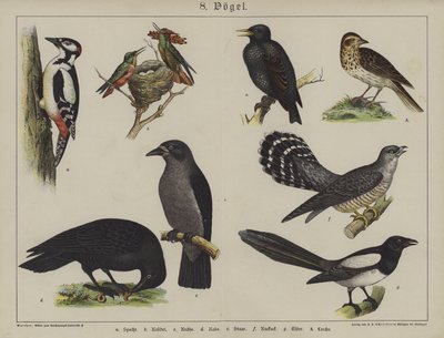Animais (cor litho) de German School