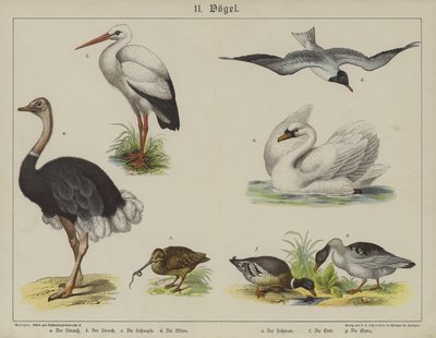 Animais (cor litho) de German School