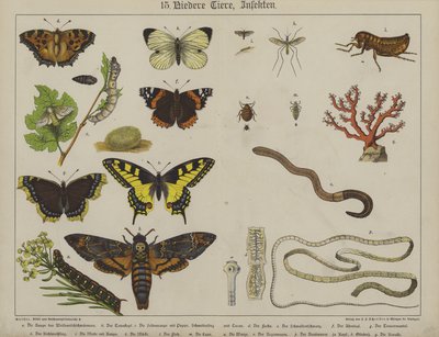 Animais (cor litho) de German School