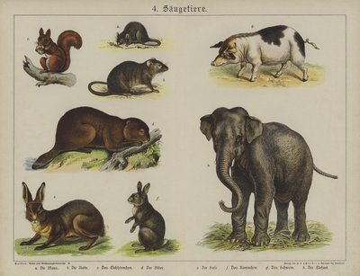 Animais (cor litho) de German School