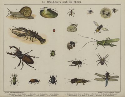 Animais (cor litho) de German School