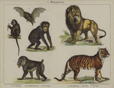 Animais (cor litho) de German School