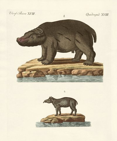 Animais de países quentes de German School