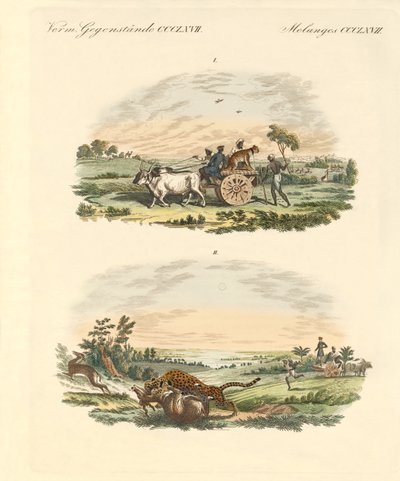 Caça aos antílopes com leopardos (gravura colorida) de German School