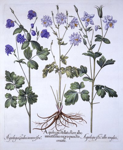 Aquilegia, de Hortus Eystettensis, de Basil Besler (1561-1629), pub. 1613 (gravura colorida à mão) de German School