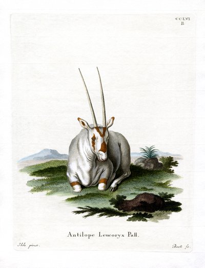 Oryx Árabe (gravura colorida) de German School