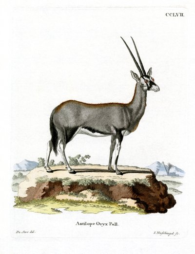 Oryx Árabe (gravura colorida) de German School