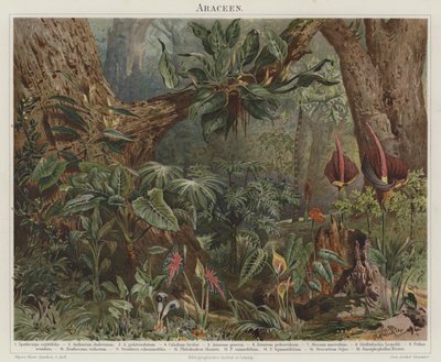 Araceae de German School