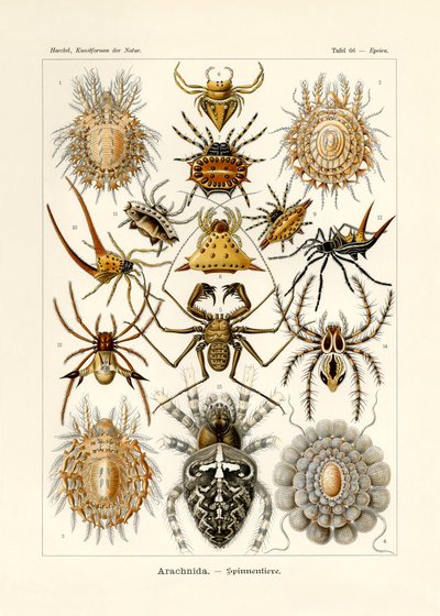 Arachnida, 1899-1904 de German School