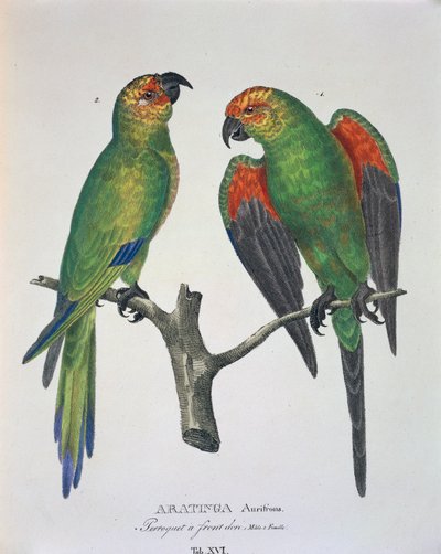 Aratinga Aurifrons (macho e fêmea), tabela XVI de 