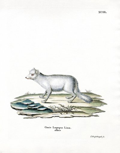 Raposa do Árctico (gravação a cores) de German School