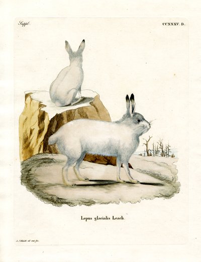 Lebre do Ártico (gravura colorida) de German School