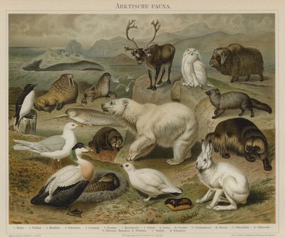 Fauna do ártico de German School