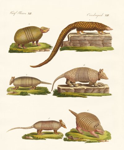 Animais blindados de German School