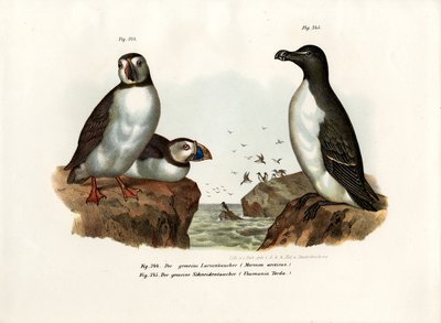 Papagaio Artic, 1864 de German School