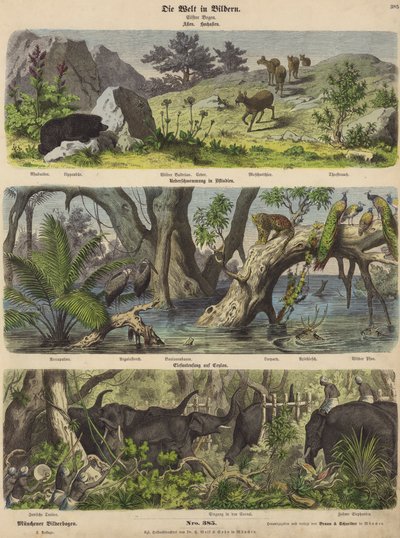 Ásia: animais e plantas de montanha; inundações no leste da Índia; captura de elefantes no Ceilão (gravura colorida) de German School