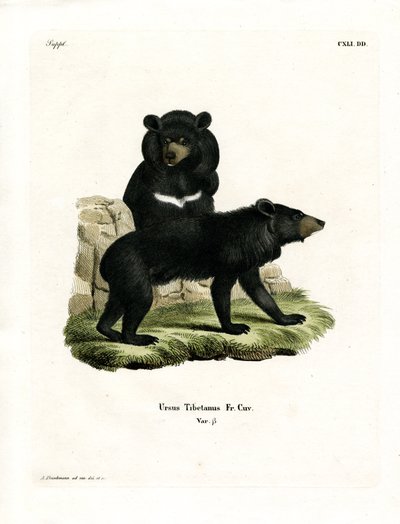 Asian Black Bear (gravura colorida) de German School