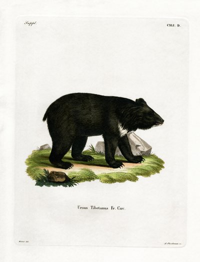 Asian Black Bear (gravura colorida) de German School