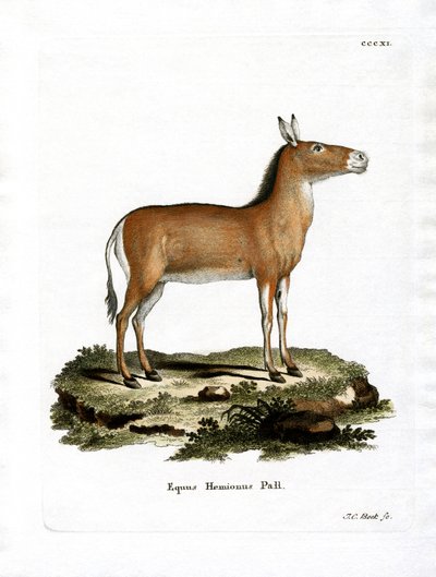 Asian Wild Ass (gravura colorida) de German School
