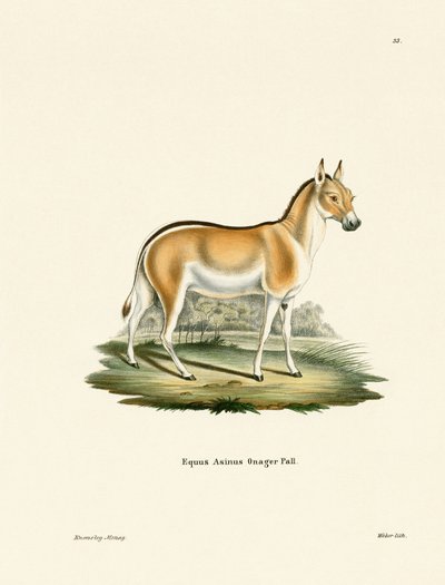 Asian Wild Ass (gravura colorida) de German School