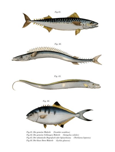 Atlantic Mackerel (cor litho) de German School